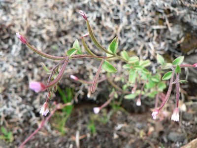 Epilobium minutum, photographed by J Straka