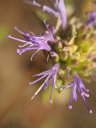 Monardella sinuata, photographed by Alex Heyman