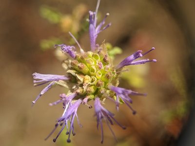 Monardella sinuata, photographed by Alex Heyman