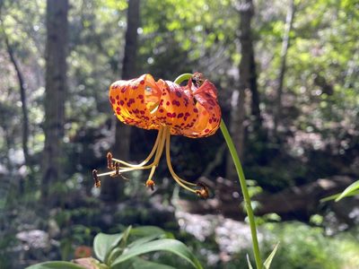 Lilium pardalinum, photographed by Kyle Nessen