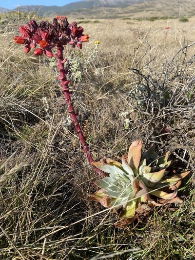 Dudleya palmeri, photographed by Kyle Nessen