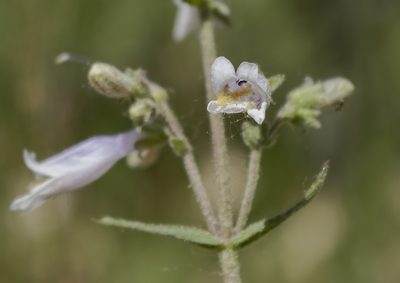 Penstemon gracilis, photographed by aarongunnar