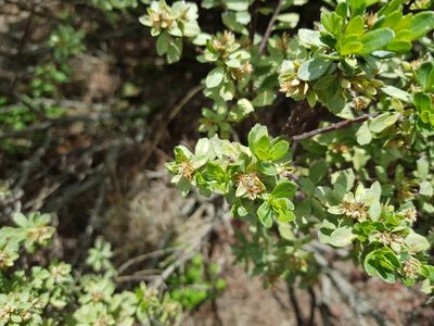 Baccharis conferta, photographed by Martín Sánchez Vilchis