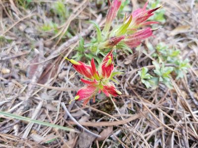 Castilleja moranensis, photographed by Martín Sánchez Vilchis
