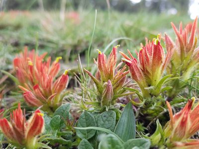 Castilleja moranensis, photographed by Martín Sánchez Vilchis