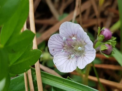 Phacelia platycarpa, photographed by Martín Sánchez Vilchis