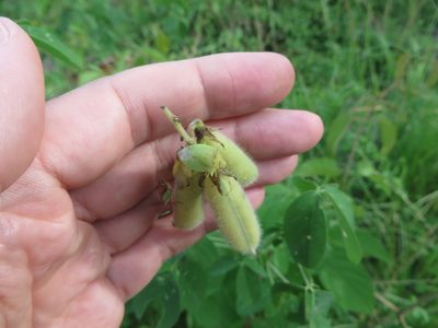 Crotalaria incana, photographed by Ben Machado