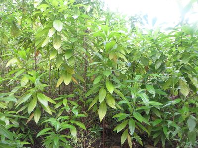 Alstonia macrophylla, photographed by Ben Machado
