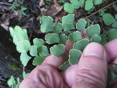Adiantum tenerum, photographed by Ben Machado