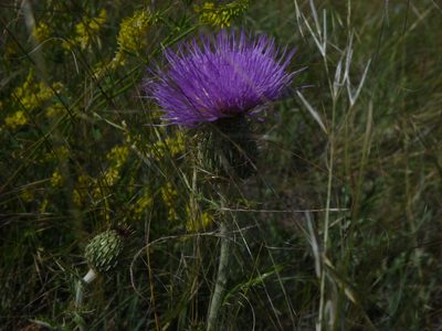 Cirsium flodmanii, photographed by Eric Lamb