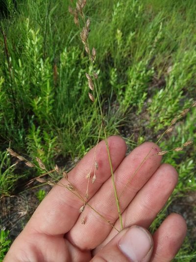 Tridens ambiguus, photographed by Will McFarland