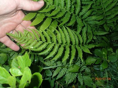 Coryphopteris simulata, photographed by John Baur