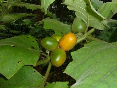 Solanum sessiliflorum, photographed by Eduardo Chacón Madrigal