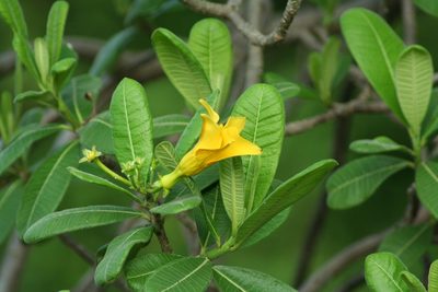 Cascabela ovata, photographed by Luis F. Ramírez