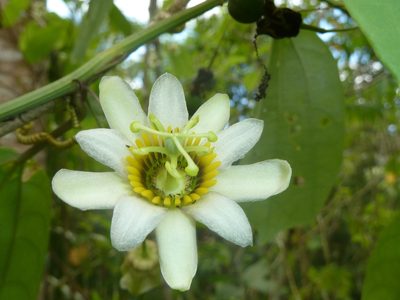 Passiflora talamancensis, photographed by Eduardo Chacón Madrigal