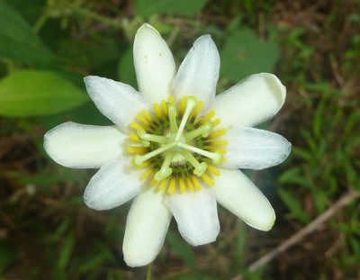 Passiflora talamancensis, photographed by Eduardo Chacón Madrigal