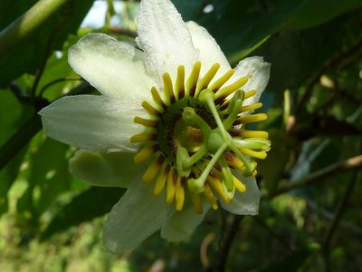 Passiflora talamancensis, photographed by Eduardo Chacón Madrigal