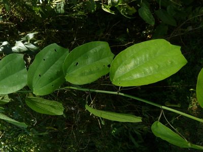Passiflora talamancensis, photographed by Eduardo Chacón Madrigal