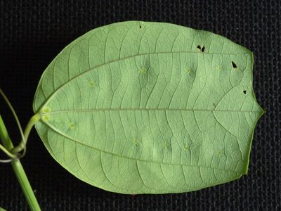 Passiflora talamancensis, photographed by Eduardo Chacón Madrigal