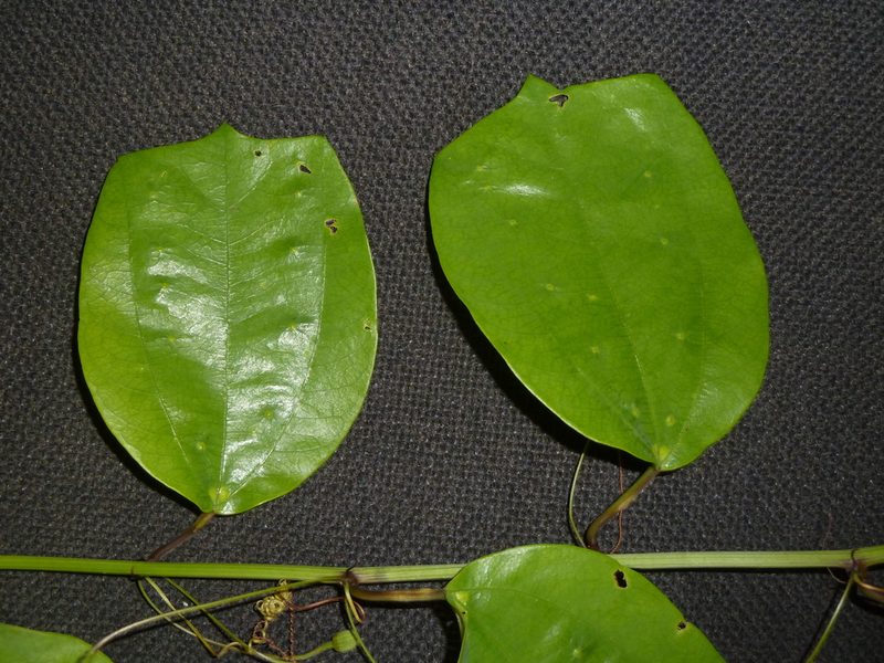 Passiflora talamancensis, photographed by Eduardo Chacón Madrigal