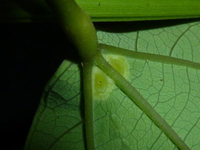 Passiflora talamancensis, photographed by Eduardo Chacón Madrigal