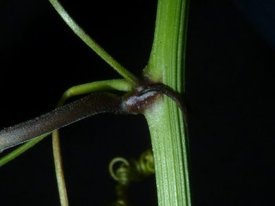 Passiflora talamancensis, photographed by Eduardo Chacón Madrigal
