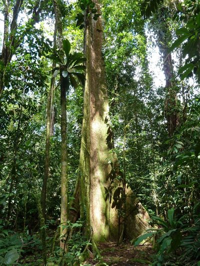 Huberodendron allenii, photographed by Eduardo Chacón Madrigal