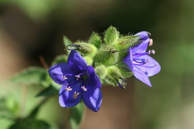 Hydrolea spinosa, photographed by Luis F. Ramírez