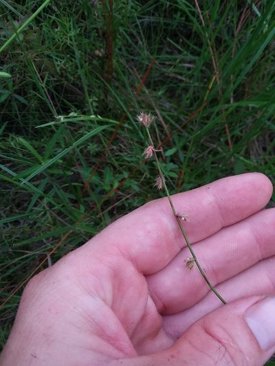Scleria distans, photographed by Will McFarland