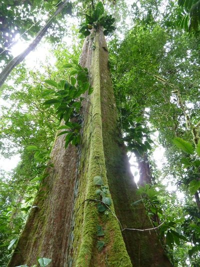 Huberodendron allenii, photographed by Eduardo Chacón Madrigal