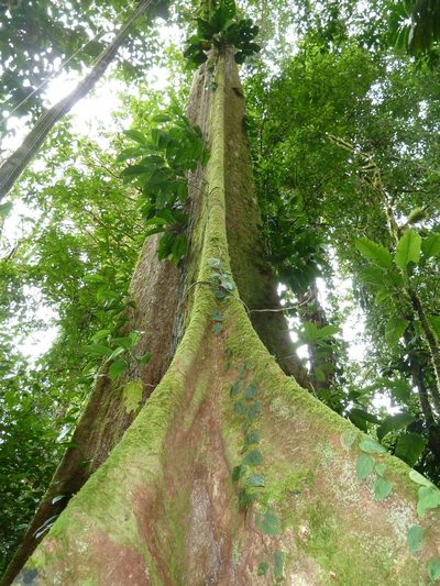 Huberodendron allenii, photographed by Eduardo Chacón Madrigal