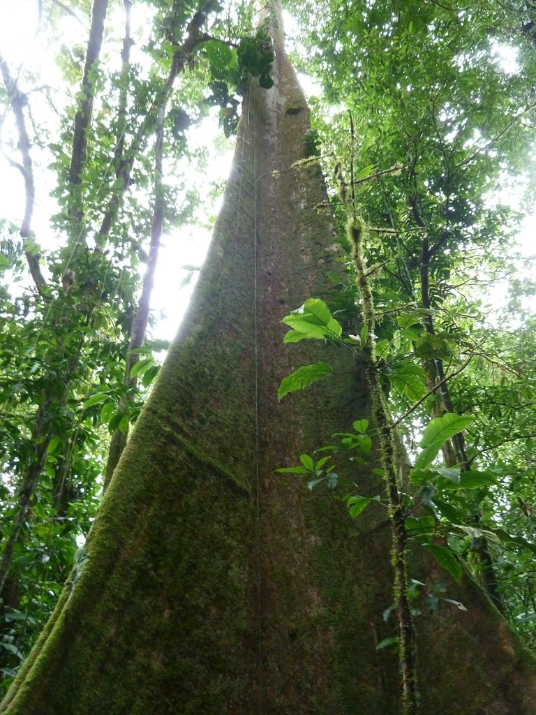 Huberodendron allenii, photographed by Eduardo Chacón Madrigal