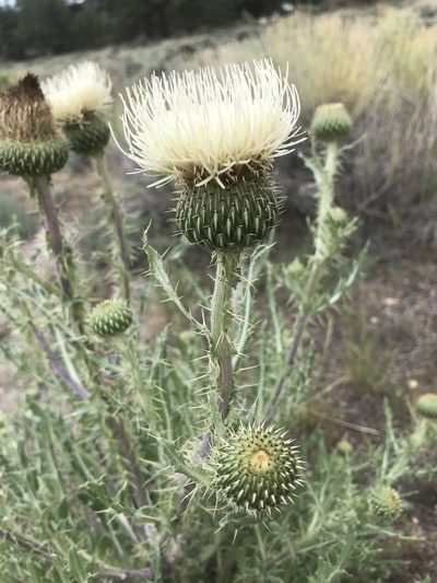 Cirsium canescens, photographed by Alissa Iverson