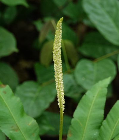 Helminthostachys zeylanica, photographed by Rejoice Gassah