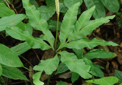Helminthostachys zeylanica