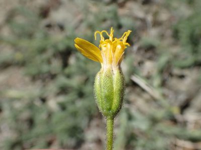 Anisocarpus scabridus, photographed by rockybajada