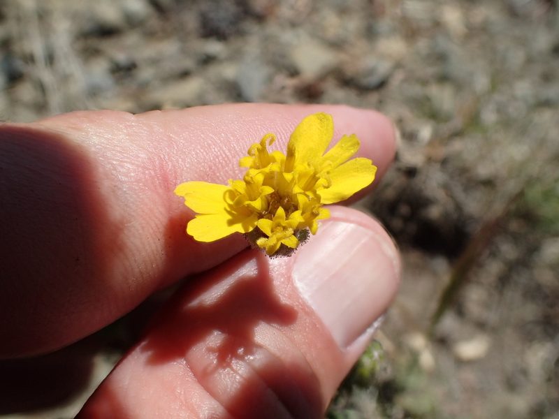 Anisocarpus scabridus, photographed by rockybajada
