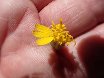 Anisocarpus scabridus, photographed by rockybajada