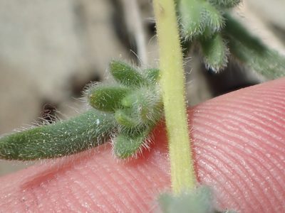 Anisocarpus scabridus, photographed by rockybajada