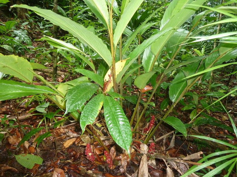 Renealmia pluriplicata, photographed by Eduardo Chacón Madrigal