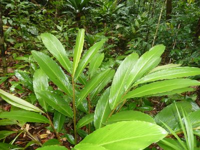 Renealmia pluriplicata, photographed by Eduardo Chacón Madrigal