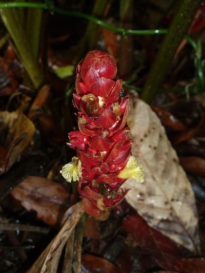 Renealmia pluriplicata, photographed by Eduardo Chacón Madrigal
