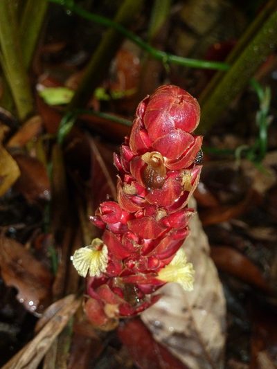 Renealmia pluriplicata, photographed by Eduardo Chacón Madrigal