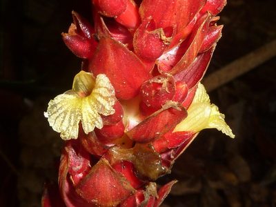 Renealmia pluriplicata, photographed by Eduardo Chacón Madrigal