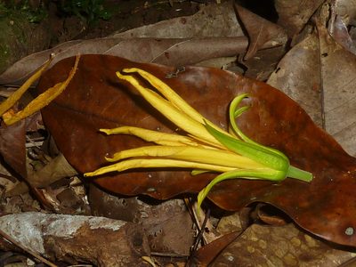 Erblichia odorata, photographed by Eduardo Chacón Madrigal
