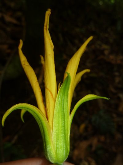 Erblichia odorata, photographed by Eduardo Chacón Madrigal