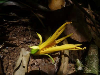 Erblichia odorata, photographed by Eduardo Chacón Madrigal