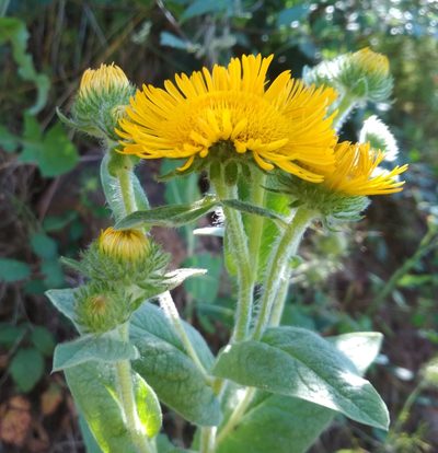 Pentanema helenioides, photographed by Guillermo Huerta Ramos