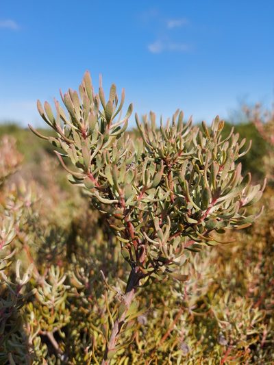 Leucadendron cinereum, photographed by Jacques van der Merwe