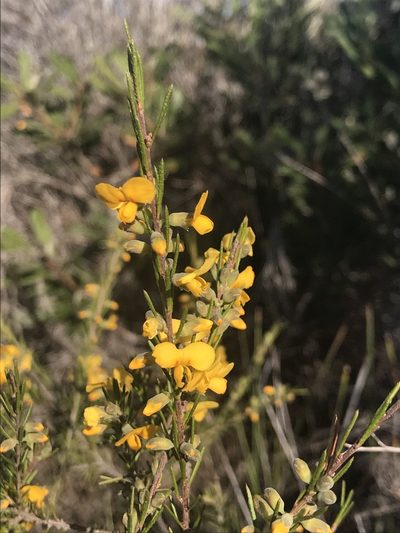 Dillwynia floribunda, photographed by Richard Fuller